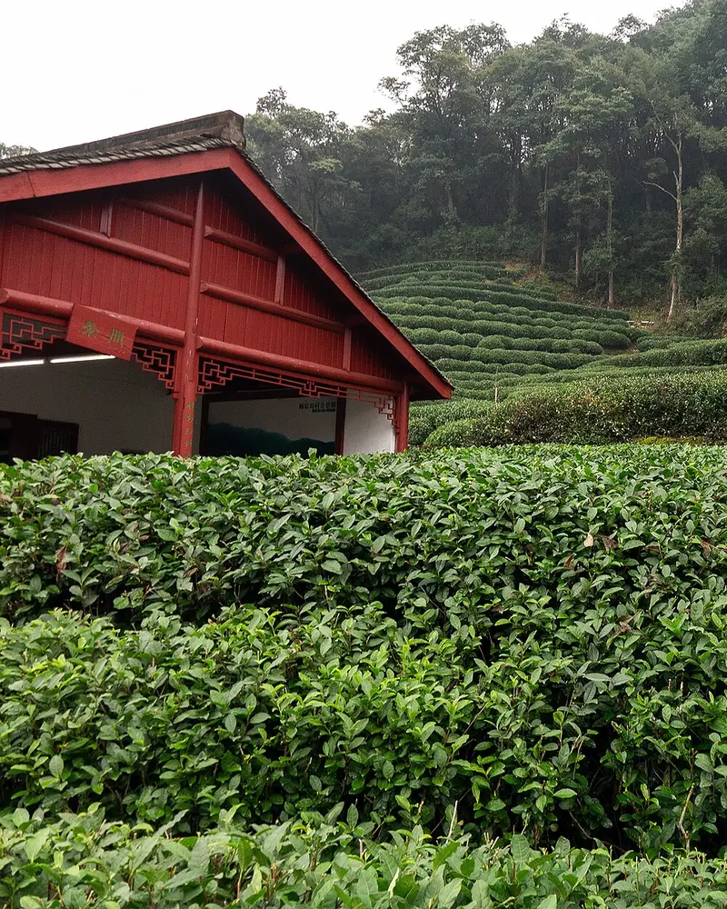 杭州梅家坞的茶园，红色木构建筑旁是层叠的茶树